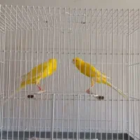 قناری تکفروشی و تعداد بلند