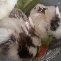 فروش خرگوش خانگی