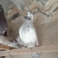 کفتر کل دم بور نر|پرنده|فردیس, داوری|دیوار