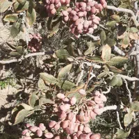 زمین پسته|فروش زمین و ملک کلنگی|کشکوئیه, |دیوار