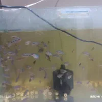 ماهی فلاور هورن تعداد زیاد 20هزار الی 300هزار|ماهی|مشهد, رسالت|دیوار