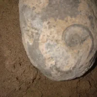 سنگ فوصیل دارچندمیلیونی|کلکسیون اشیاء عتیقه|شوشتر, |دیوار