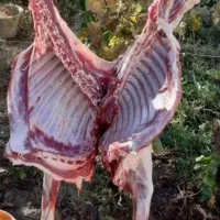 « گوسفند بره نرینه قلم آبی کمر پر عقیقه زنده»