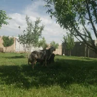 قوچ|حیوانات مزرعه|نهاوند, |دیوار