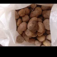 فروش سیب زمینی جیلی ۴۰۲