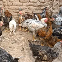 تاقچه سالم و سرحال|حیوانات مزرعه|خلیل آباد, |دیوار