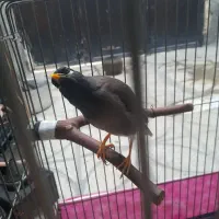 مرغ مینا سخن گو