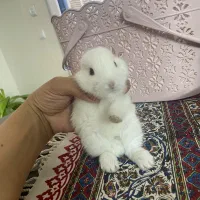 خرگوش مینی لوپ هلندی|موش و خرگوش|یزد, |دیوار