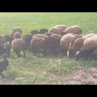 گوسفندنر برا قربانی