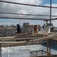 ۴ عدد کبوتر فروشی همه باهم یک میلیون|پرنده|ابهر, |دیوار