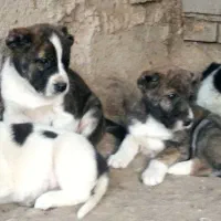 توله سگ الابای نرو ماده زیر فی نگهبان گله ای محافظ|سگ|اصفهان, شهرک کاوه|دیوار