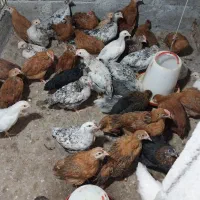 فروش جوجه مرغ و خروس