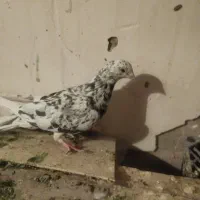 کبوتر اشعل کوهی دورگ طوقی