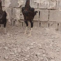 خروس لاری اوشامو جوان|حیوانات مزرعه|برازجان, |دیوار