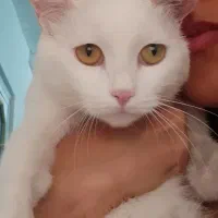 واگذاری رایگان گربه نژاد دار