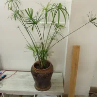 حراجی بهترین گل