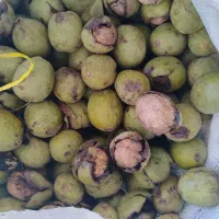 گردو تویسرکان درجه1مغز سفید پرچرب تک درخت|خوردنی و آشامیدنی|کنگاور, |دیوار