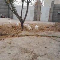 مرغ تخم گذار|حیوانات مزرعه|شیراز, باغشهر اهل بیت|دیوار