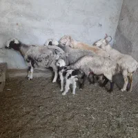 میش داشت