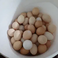 تخمه مرغ محلی