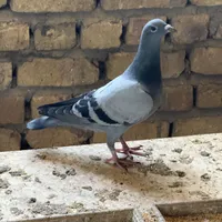 کفتر مسافتی|پرنده|قم, هفت تیر|دیوار