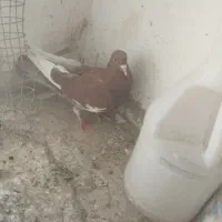پلاکی