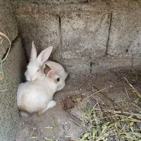 خرگوش|موش و خرگوش|کهنوج, |دیوار