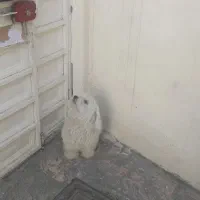 سگ نر|سگ|تبریز, |دیوار