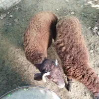 بره نر قصابی