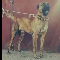 پلنگ سن یک نیم  سال گله ای رمتاز