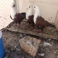 کبوتر سر سفید با جوجه