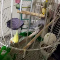 یک جفت عروس هلندی