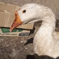 قوغاز دونافه غبغب دار|حیوانات مزرعه|مشهد, هدایت|دیوار