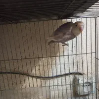 طوطی برزیلی|پرنده|ملارد, |دیوار