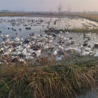 فروش فوری نقدی اردک بصورت عمده|حیوانات مزرعه|رودسر, |دیوار