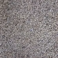 گندم پاک شده