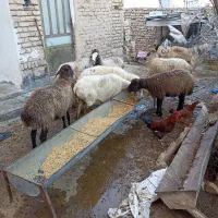 میش های جوان شیره دار
