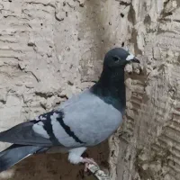 کفتر|پرنده|بیرجند, |دیوار