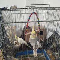 عروس هلندی و مرغ عشق|پرنده|برخوار, |دیوار