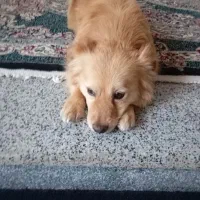 سگ ژرمن اشپیتز آلمان|سگ|کرمان, |دیوار