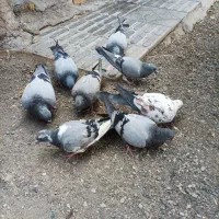 کبوتر پلاکی