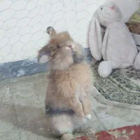 واگذاری فوری دو خرگوش نر عقیم نشده