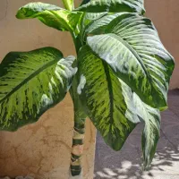 گل دیفن