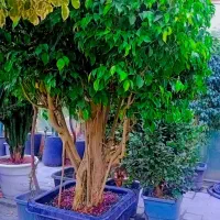 فروش گل اپرتمانی غول پیکر|گل و گیاه طبیعی|مشهد, شهرک صنعتی توس|دیوار