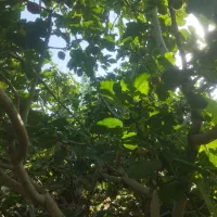 انجیر|خوردنی و آشامیدنی|گچی, |دیوار