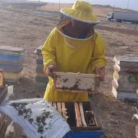 عسل طبیعی و تغذیه ژل رویال گرده گل، کره محلی|خوردنی و آشامیدنی|اردبیل, |دیوار