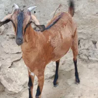 گیسه داشتی