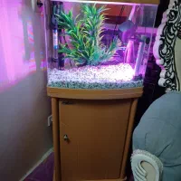 اکواریوم شرکتی