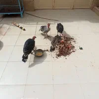 چهار عدد بوقلمو