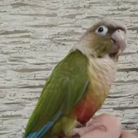 گمشده|پرنده|تهران, ائمه اطهار|دیوار